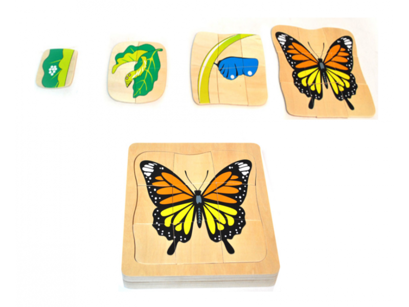 Multi-layer butterfly life cycle puzzle