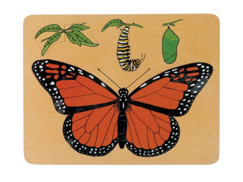 Butterfly life cycle puzzle
