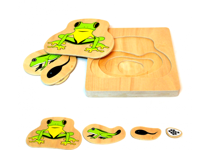 Multi-layered frog life cycle puzzle