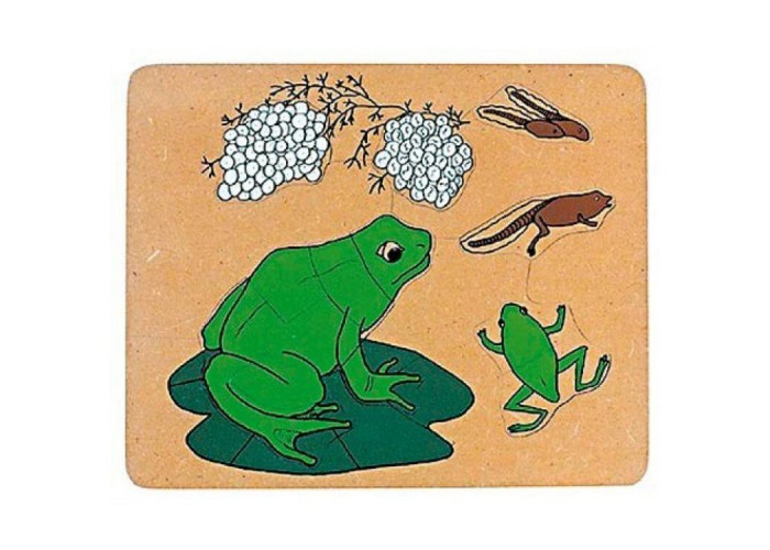 Frog life cycle puzzle