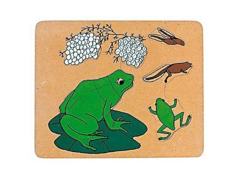 Frog life cycle puzzle