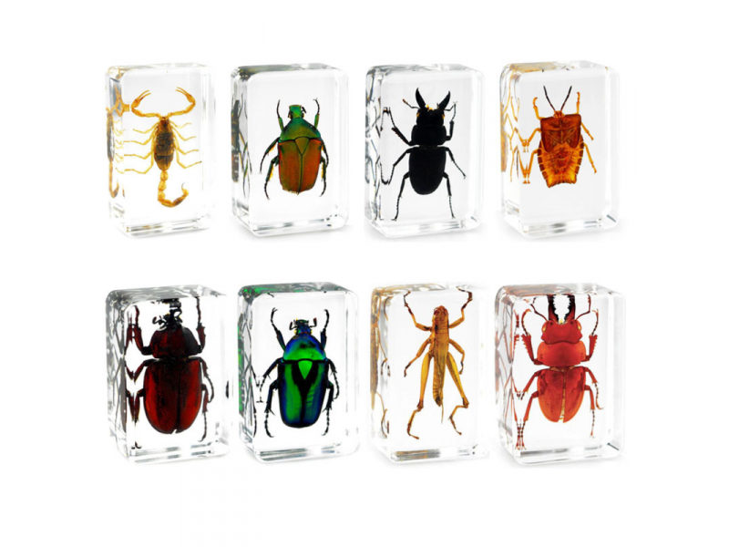 Insect specimen set of 5