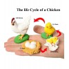 Chicken life cycle figurines