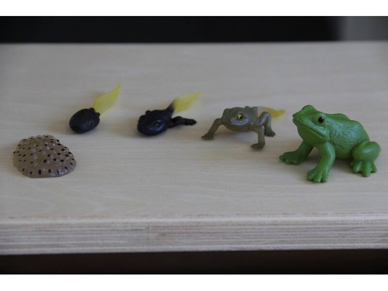 Frog life cycle figurines