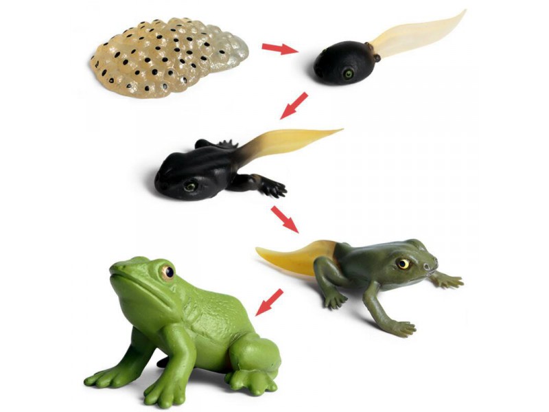 Frog life cycle figurines