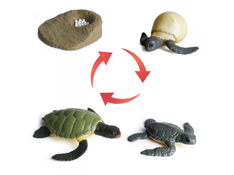 Turtle life cycle figurines