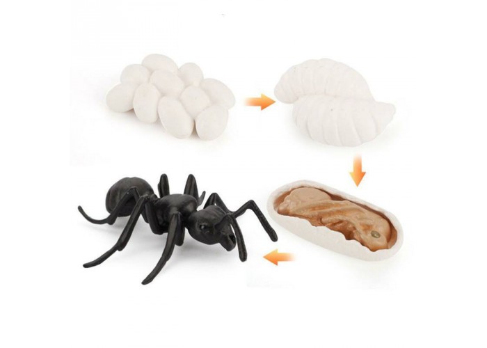 Ant life cycle figurines 4pcs