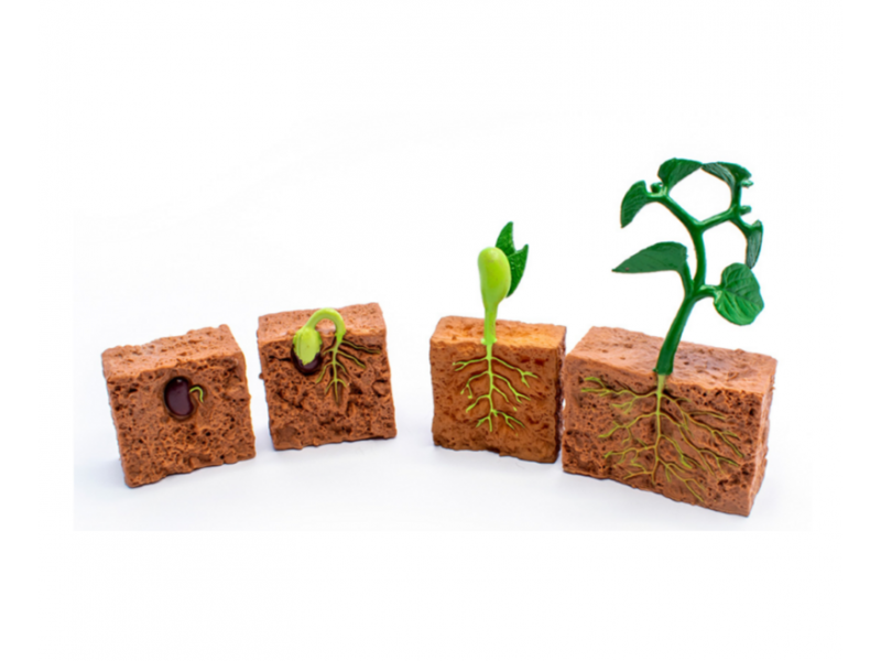 Plant life cycle figurines