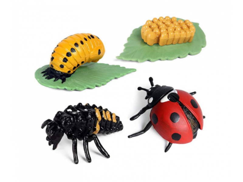 Ladybug life cycle figurines