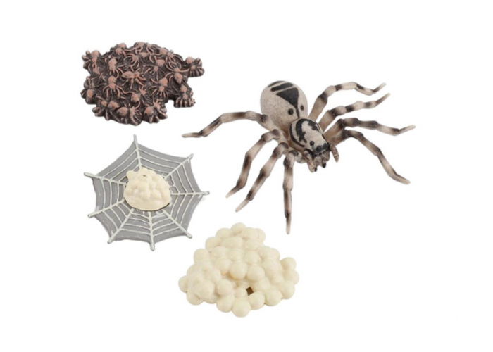 Spider life cycle figurines
