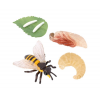 Bee life cycle figurines